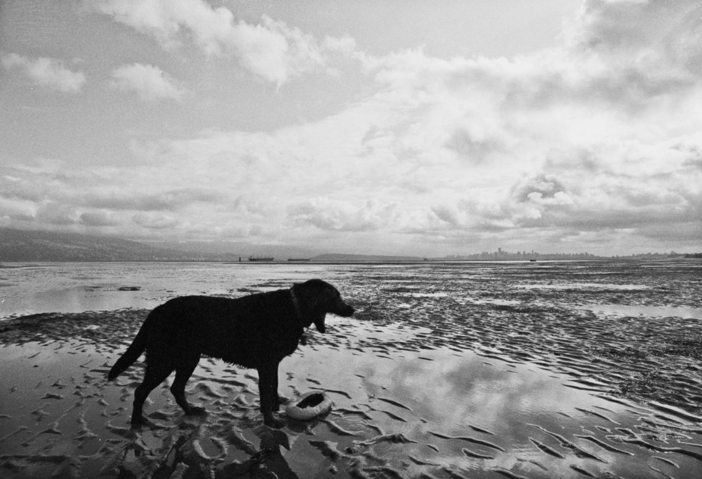 Peekay on the beach.