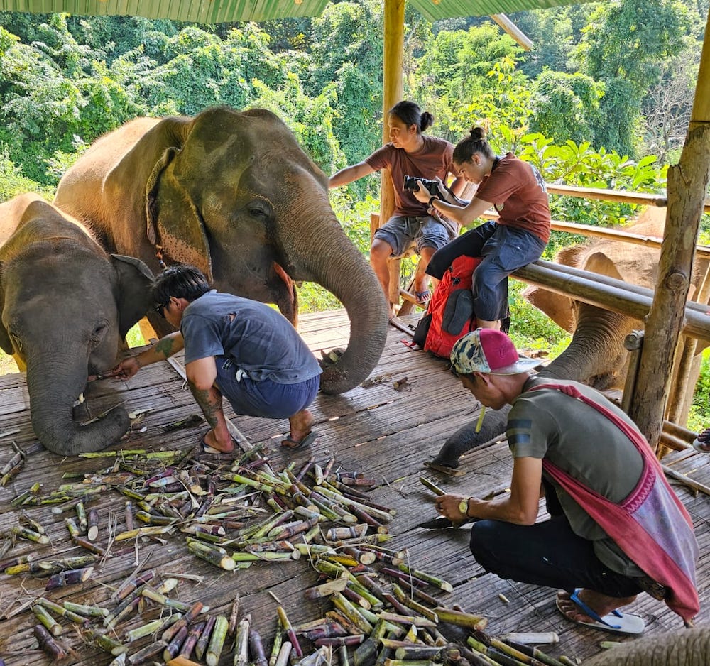 Pauline Simon with crew feeding and photographing elephants